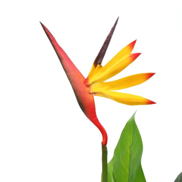 Künstliche Strelitzia Reginae Paradiesvogelblume 66 cm